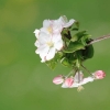 Garten 30.04.2015