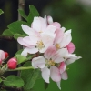 Garten 30.04.2015