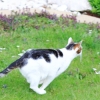 Garten 30.04.2016