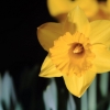 Garten 31.03.2014