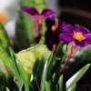 Garten 31.03.2014