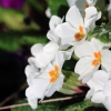 Garten 31.03.2014