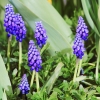 Garten 31.03.2014