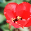 Garten 31.03.2014