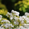 Garten 31.03.2014