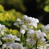 Garten 31.03.2014