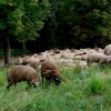 Georgenberg Schafe