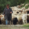 Georgenberg Schafe