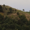 Georgenberg Schafe