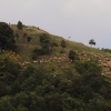 Georgenberg Schafe