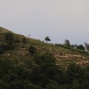 Georgenberg Schafe