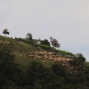 Georgenberg Schafe