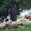 Georgenberg Schafe
