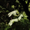Gönninger Seen 19.07.2017