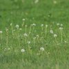 GPS-Triangle Flugplatz Gruibingen-Nortel .05.2016