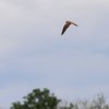 GPS-Triangle Flugplatz Gruibingen-Nortel 15.05.2016