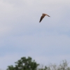 GPS-Triangle Flugplatz Gruibingen-Nortel 15.05.2016