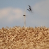 Hahnweide 24.07.2015