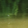 Bürgerseen 24.07.2015