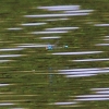 Bürgerseen 24.07.2015