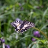 img_0650