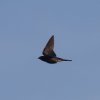 Holzfliegertreffen mit Flugplatzhock Hayingen 12.09.2015