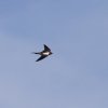 Holzfliegertreffen mit Flugplatzhock Hayingen 12.09.2015