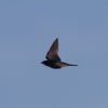 Holzfliegertreffen mit Flugplatzhock Hayingen 12.09.2015
