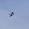 Holzfliegertreffen mit Flugplatzhock Hayingen 12.09.2015
