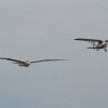 Holzfliegertreffen mit Flugplatzhock Hayingen 13.09.2015