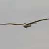 Holzfliegertreffen mit Flugplatzhock Hayingen 13.09.2015