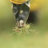 Holzfliegertreffen mit Flugplatzhock Hayingen 13.09.2015