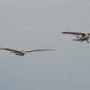 Holzfliegertreffen mit Flugplatzhock Hayingen 13.09.2015