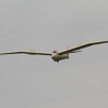 Holzfliegertreffen mit Flugplatzhock Hayingen 13.09.2015