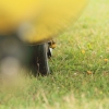 Holzfliegertreffen mit Flugplatzhock Hayingen 13.09.2015