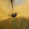 Holzfliegertreffen mit Flugplatzhock Hayingen 13.09.2015