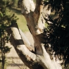 Holzfliegertreffen mit Flugplatzhock Hayingen 13.09.2015