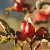 Holzfliegertreffen mit Flugplatzhock Hayingen 13.09.2015