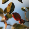 Holzfliegertreffen mit Flugplatzhock Hayingen 13.09.2015