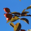 Holzfliegertreffen mit Flugplatzhock Hayingen 13.09.2015
