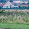 Horizon Airmeet 2013