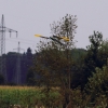 1dfh-horizon-airmeet-13-227