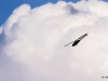 Horizon Airmeet Genderkingen 19.08.2017