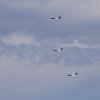 Horizon Airmeet Genderkingen 21.08.2016