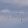 Horizon Airmeet Genderkingen 21.08.2016