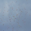 ICARE AIRMEET 13.06.2015