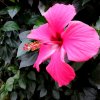 Mainau 23.07.2014