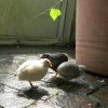 Mainau 23.07.2014