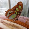 Mainau 23.07.2014