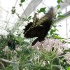 Mainau 23.07.2014